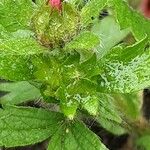 Potentilla nepalensis Flower