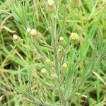 Erigeron sumatrensis Costuma