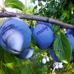 Prunus domestica Fruit