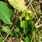 Prosartes hookeri Fruto