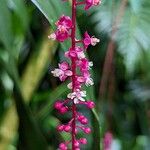 Trichostigma peruvianum Flor