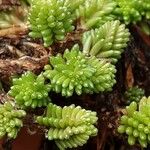 Sedum sexangulare পাতা