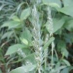 Elymus virginicus Frucht