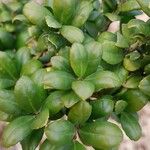 Ilex crenata 葉