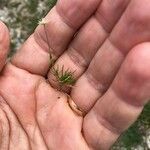 Sagina glabra Hoja