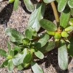 Portulaca oleraceaΦρούτο