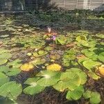 Nymphaea nouchaliКвітка