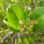Chrysobalanus icaco Fleur