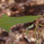 Melanthera nivea Ravina