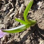 Colchicum bulbocodium Leht