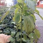 Salvia hispanica Feuille