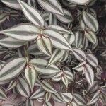 Tradescantia zebrina Blatt