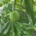 Cerbera manghas Frucht