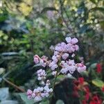 Koenigia campanulata Flower