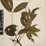 Toxicodendron succedaneum Other