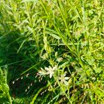 Ornithogalum narbonense Flower