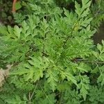 Bidens bipinnata Leaf