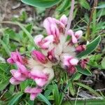 Anthyllis vulneraria Floare