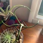 Tillandsia bulbosa Liść