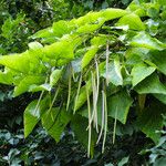 Catalpa bignonioides 果