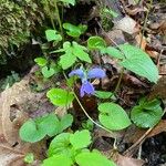 Viola cucullata പുഷ്പം