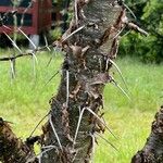 Vachellia hockii Bark