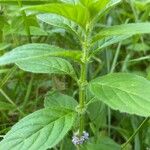 Mentha arvensisBlatt