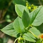 Manettia cordifolia Leaf