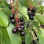 Prunus padus Fruit
