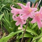 Crinum × powellii Flower