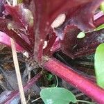 Beta vulgaris Other