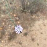 Stephanomeria diegensis Flower