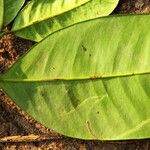 Garcinia kola Leaf