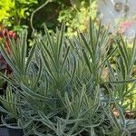 Lavandula latifolia Leaf