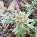 Filago pyramidata Flower