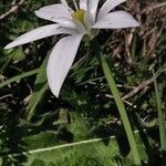 Ornithogalum orthophyllum Flower