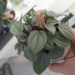 Peperomia albovittata Ліст