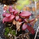 Chaenorhinum origanifolium Habitat