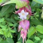 Leycesteria formosa Цветок