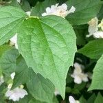 Philadelphus pubescens Hoja