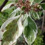 Cornus albaFlower