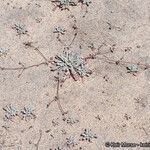 Nemacaulis denudata Hábito
