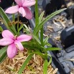 Hypoxis baurii Leaf