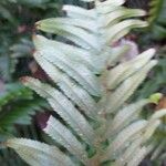 Polystichum munitum Foglia