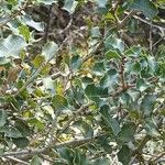Quercus coccifera Habit