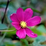 Cosmos bipinnatus Fula