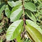 Psidium guineenseFolha