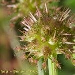 Oenanthe globulosa Fruit