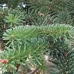 Abies numidica ഇല