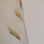Ehrharta erecta Blüte